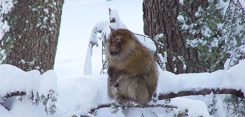 Parc National d'Ifrane - La Plus Grande Forêt de Cèdres au Monde