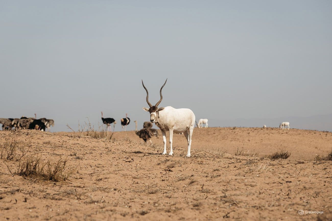 Parc National de Souss-Massa - Sanctuaire de la Faune Saharienne