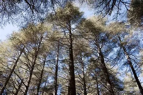 Parc National d'Ifrane - La Forêt de Cèdres et l'Écotourisme de Montagne